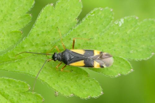 Dryophilocoris flavoquadrimaculatus